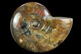 Flashy Red Iridescent Ammonite - Wide #127933-1